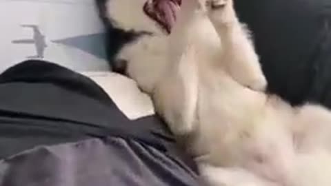 Cute husky laying in bed 😍