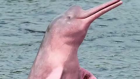 pink river dolphins