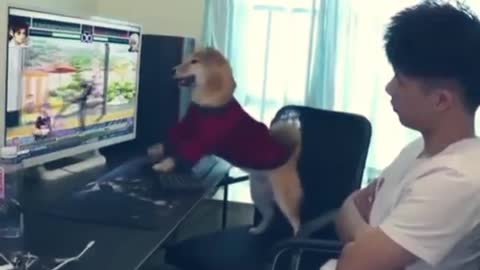 Crazy Dog Gamer