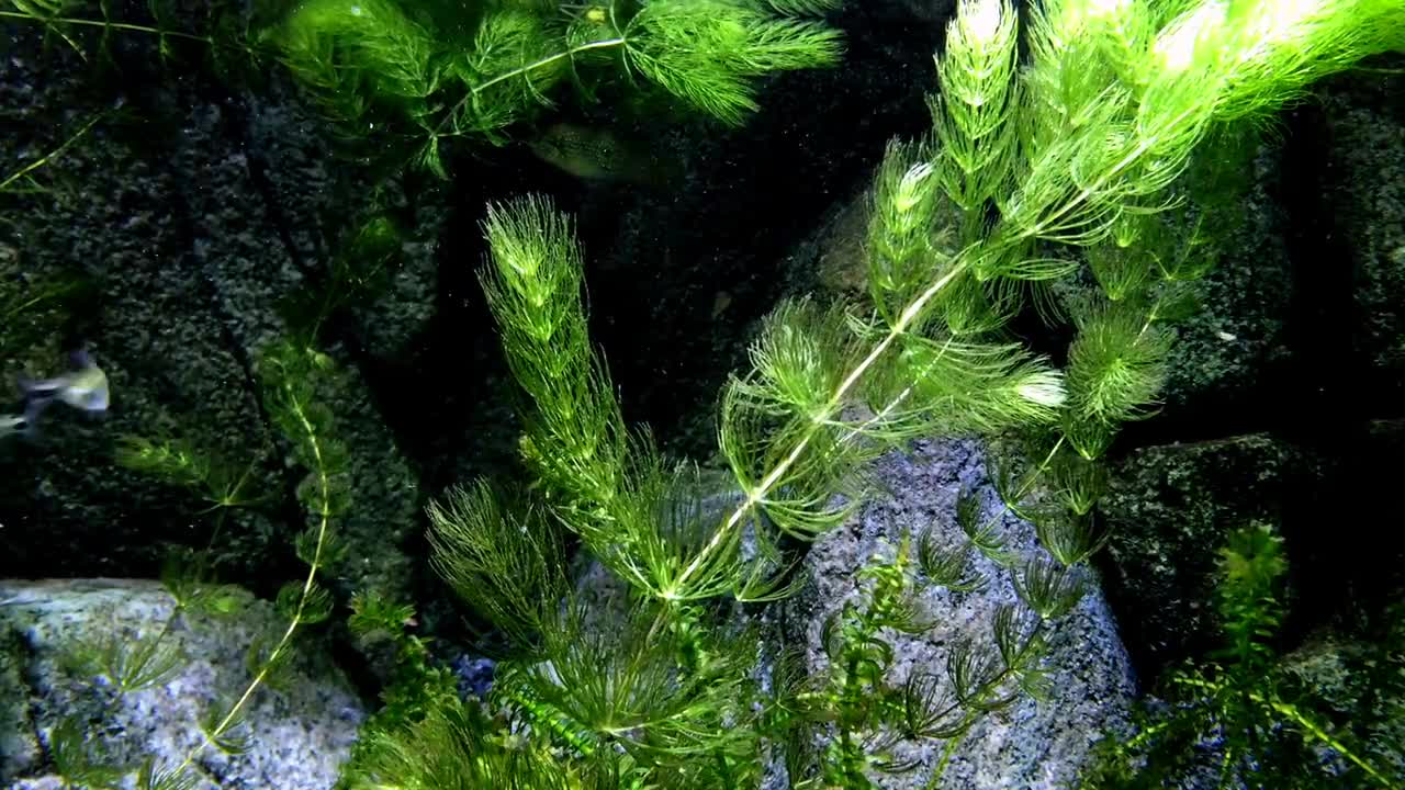 water #nature