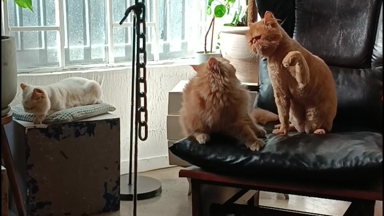 Cats Fighting for Chair