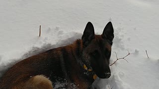 Belgian loves fresh powder