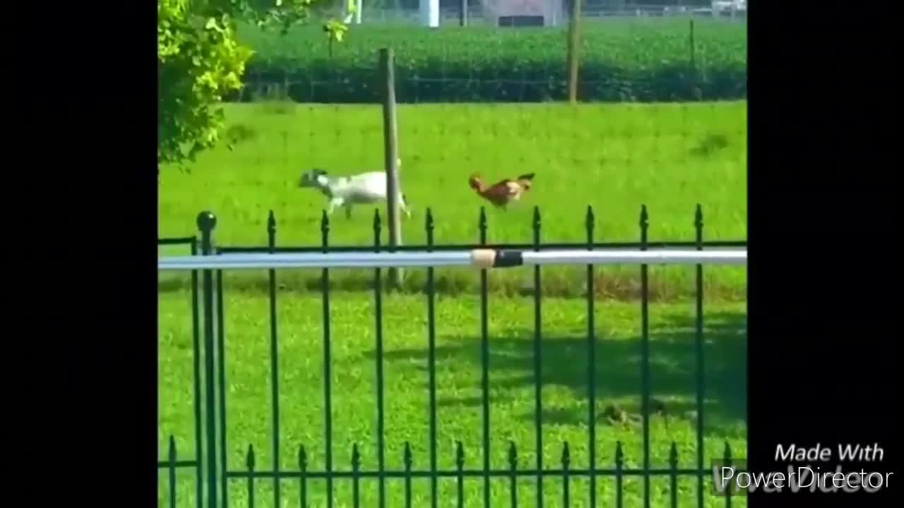 Funny chickens and roosters Chasing kids and adults funny video