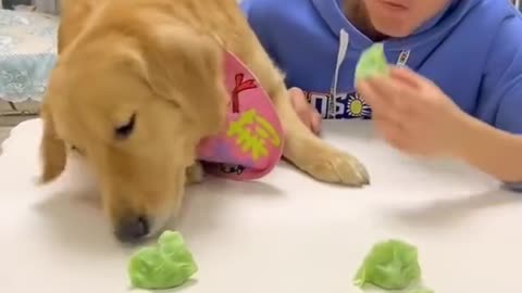 Smart animal short