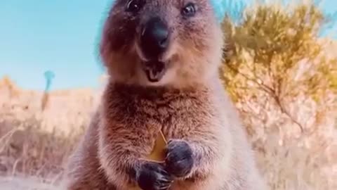 Cute quokka😍