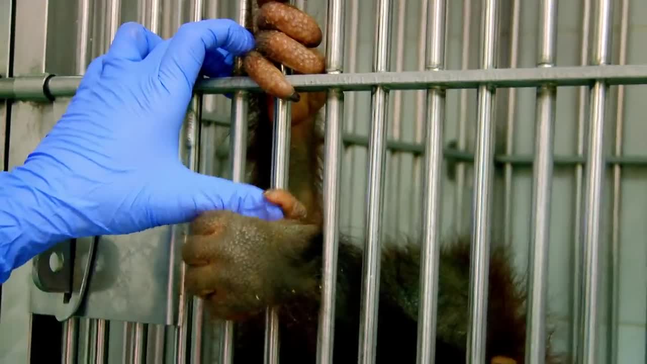 Orangutan Taking Shower