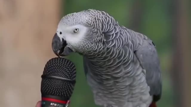 Funny parrot😁🤔