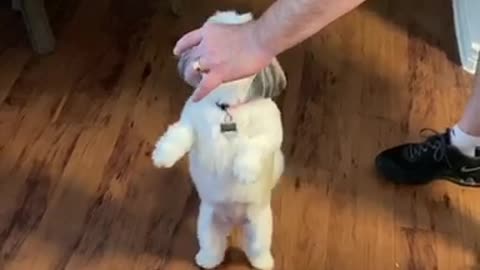 Dancing Shih Tzu for treats