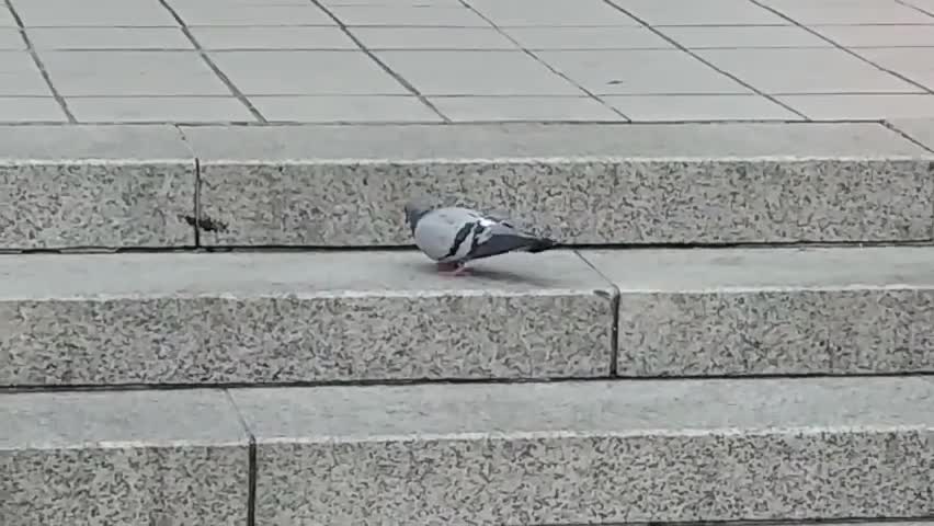 A pigeon is looking for food on the stairs.