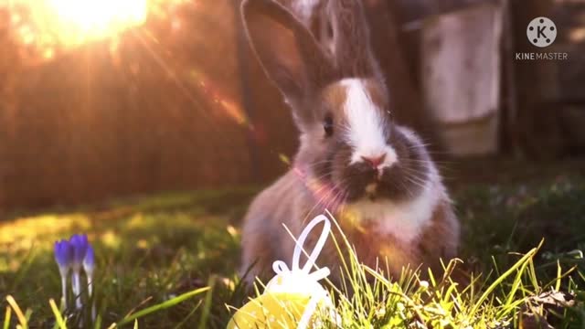 Among the best rabbits good for 2022من بين أحسن سلالات الأرانب الصالحة للتربية 2022