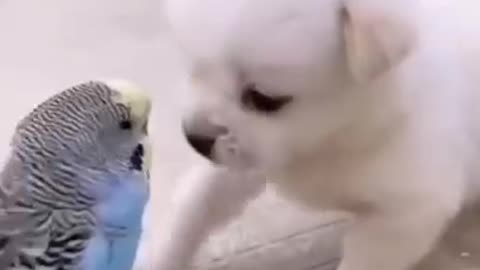 Cute bird and dog