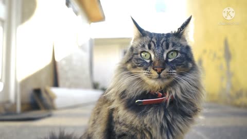 Funny cat video