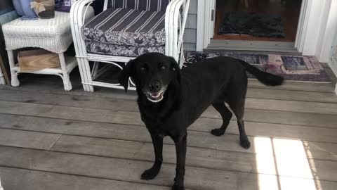 Dog is elated that her favorite baby is being fixed