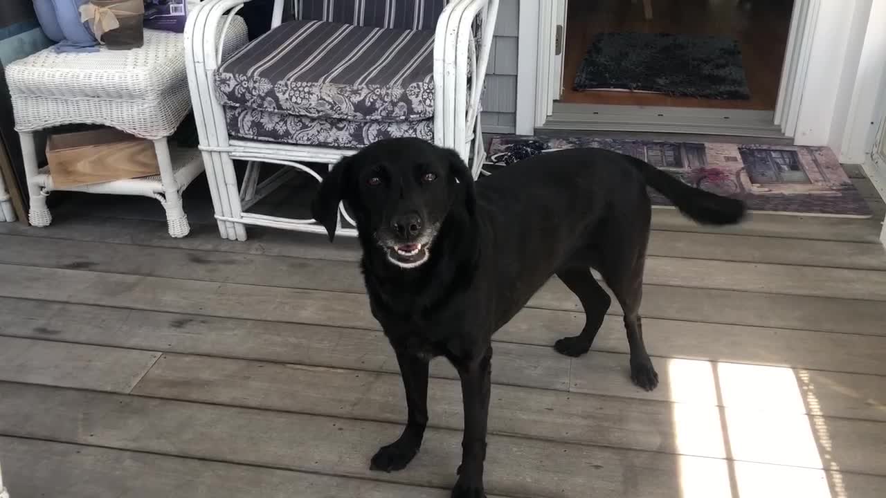 Dog is elated that her favorite baby is being fixed