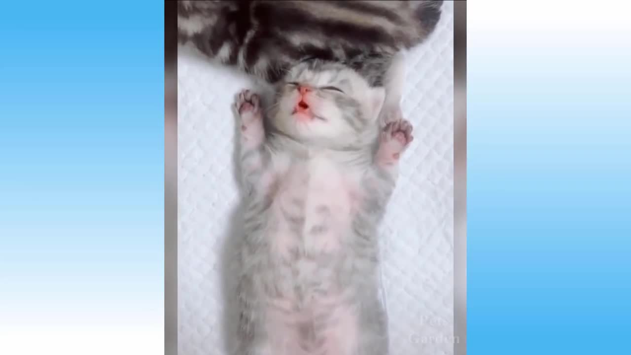 Watch New Funny Video 2021 Top New Comedy Video 2021 Try To Not Laugh