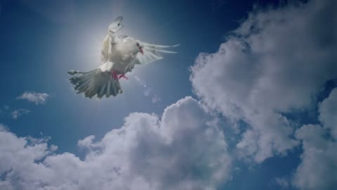 White dove animation