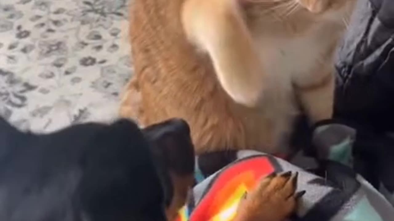 cat gets pissed at dog but it not it's fault