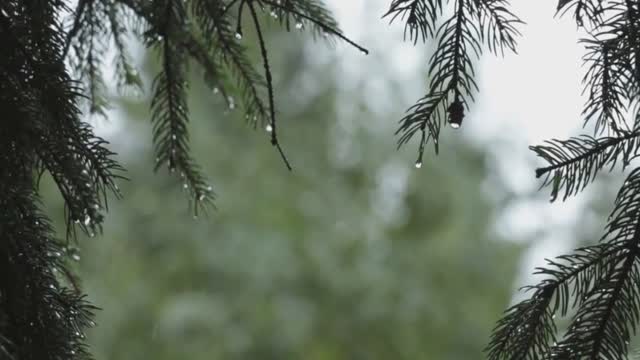 Relaxing Rain Video For Sleep/Focus/Calm | Watch This To Relax | 15 Minute Meditation
