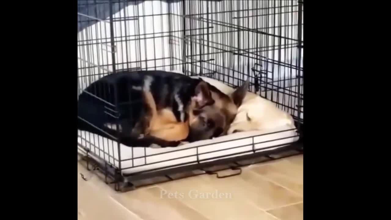 Compilação de Animais Bonitos e Animais Engraçados#129💗