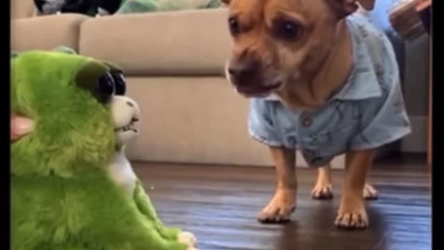 Funny Cats Compilation and more