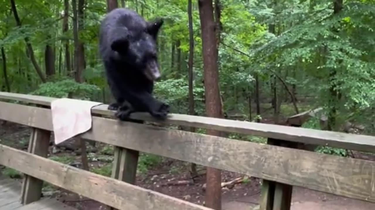 Polite Bear Listens And Gets Down Off Deck