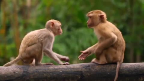 Funny Monkeys