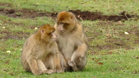 Funny Baby Monkey Rojo🐵! Baby Rojo is Attractive With Best Friend 😘