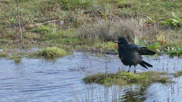 Crow Taking Bath In lake