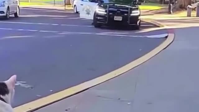 Does this cat get a penalty?