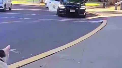 Does this cat get a penalty?