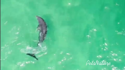 Wild Dolphin Near DESTIN FL Harbor