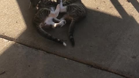 Kittens play fighting