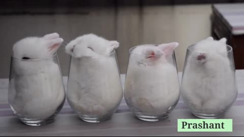 Must Watch - 4 Cute Babies Rabbits in a Small Glass | Animals Lover | Cute and funny Videos