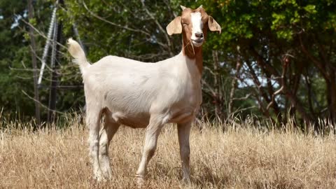 Grazing Goats