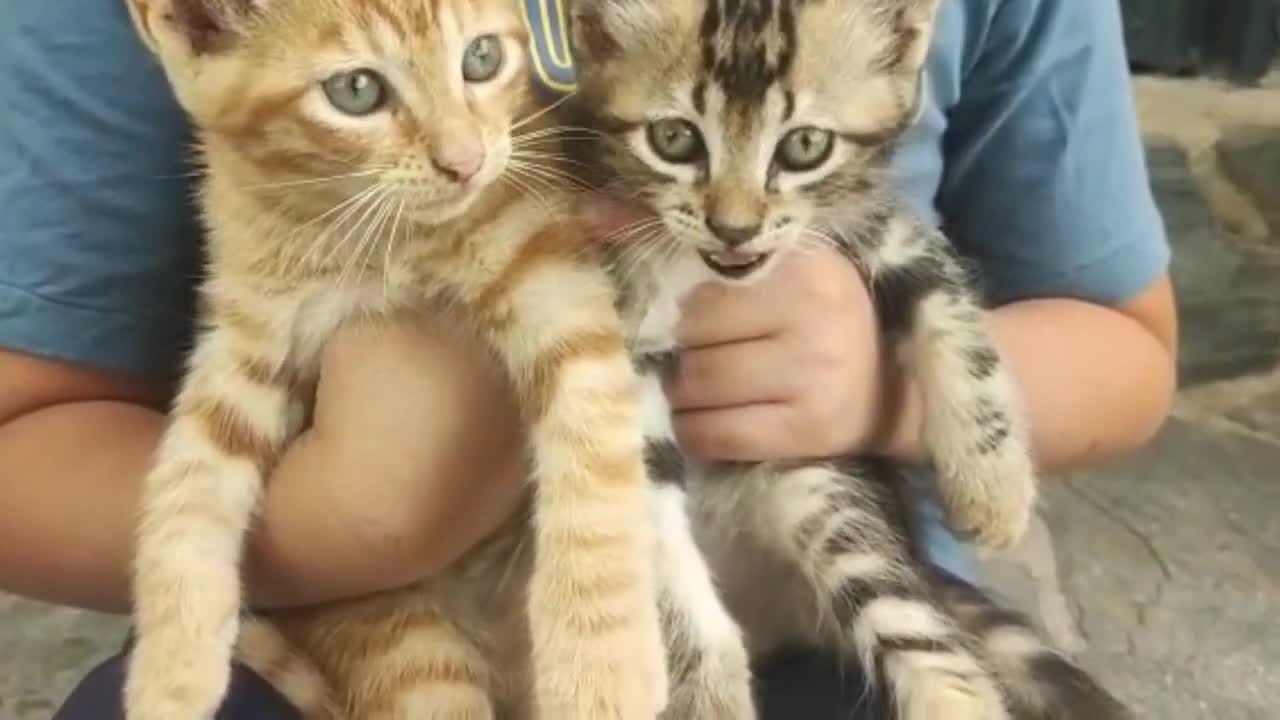 Cute Kittens Playing #6