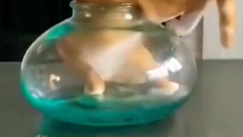 Cat Funny Video Cute Cat