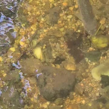 Small fish in a small river / beautiful fish in the water.