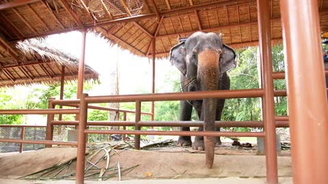 Elephant Eating Grass with the Help of Trunk