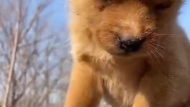 dogs Lovely and Lovely and funny animals Lovely dog videos 2021####