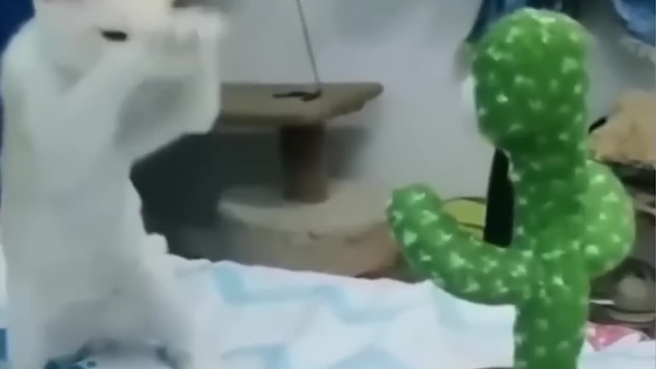 funny animals