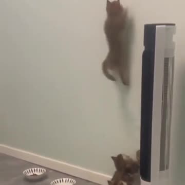 How Far Will A Cat Go