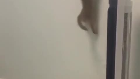 How Far Will A Cat Go