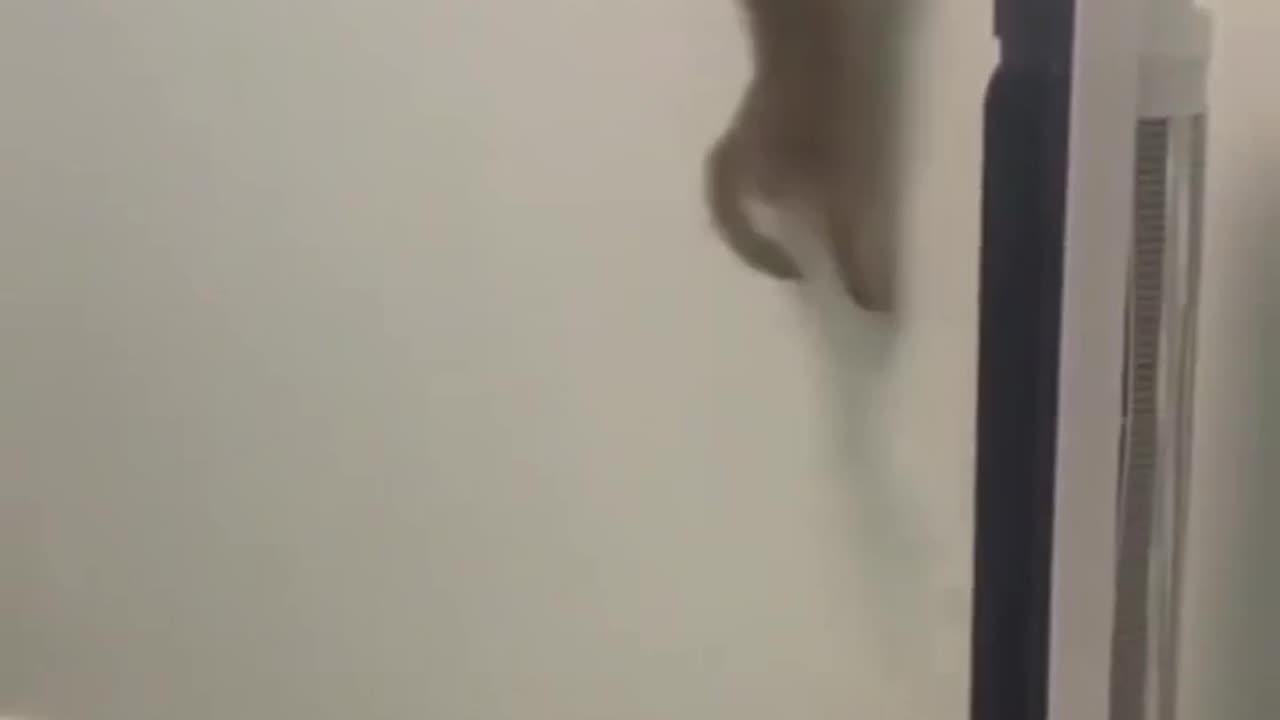 How Far Will A Cat Go