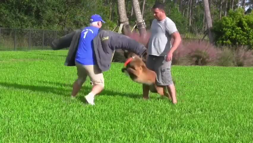 How To Make Dog Become Fully Aggressive With A Super Tips And Tricks