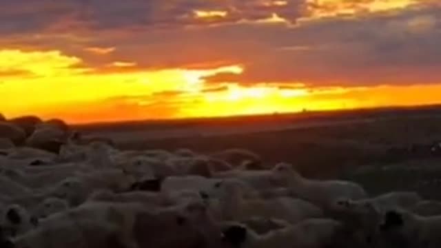 sheep at sunset