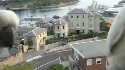 Playing Cockatoo