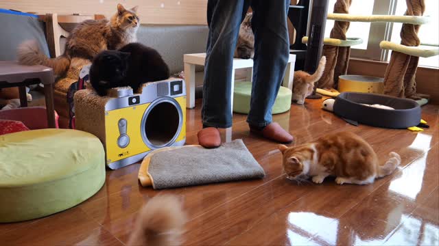 Cat sisters' daily life