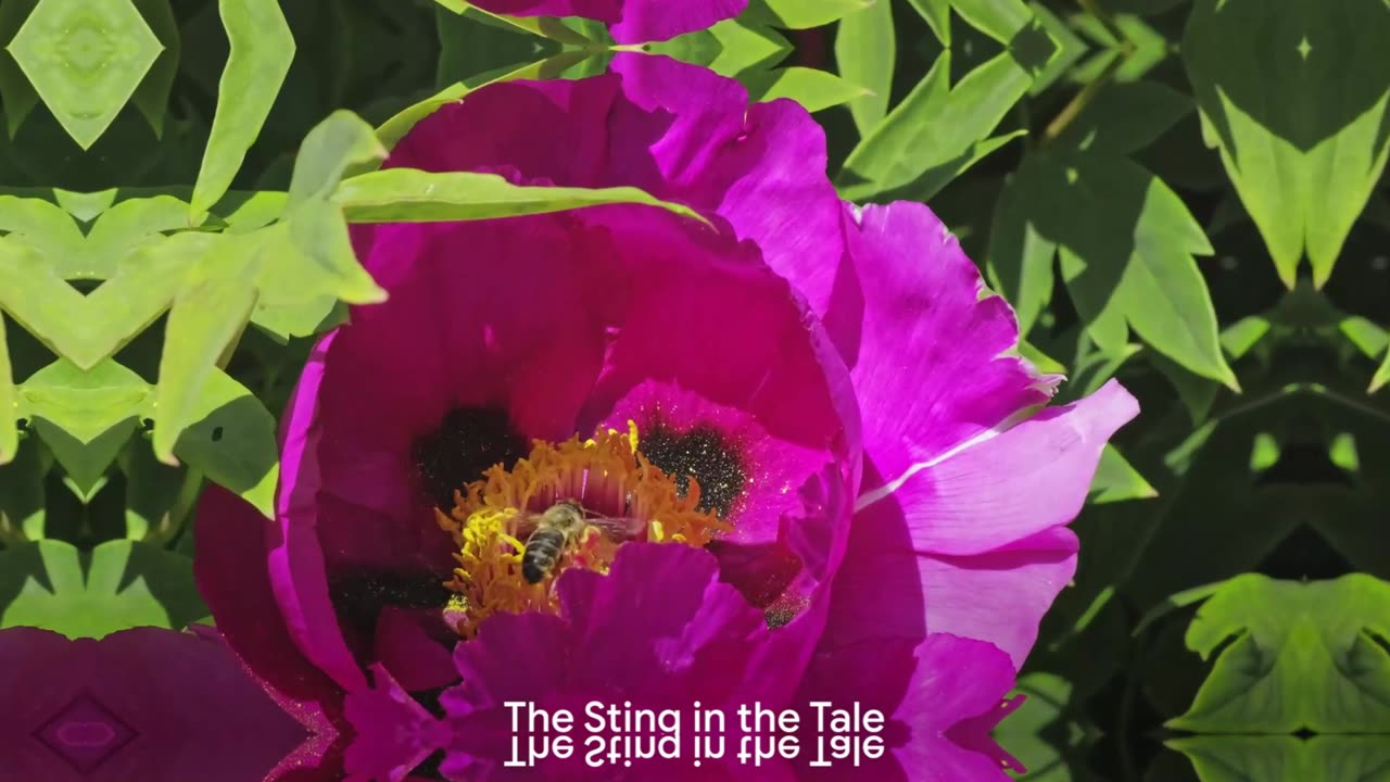 A Buzzing Journey A Calm Dive into the World of Bees