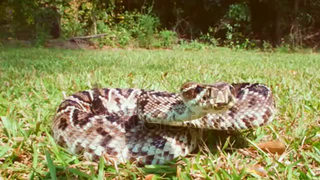 Very dangerous cobra snake 🐍 video biggest rattele