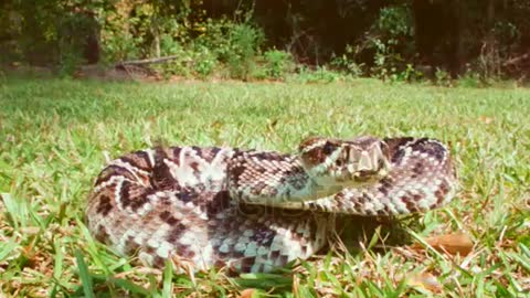 Very dangerous cobra snake 🐍 video biggest rattele